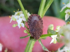 Sciocoris homalonotus
