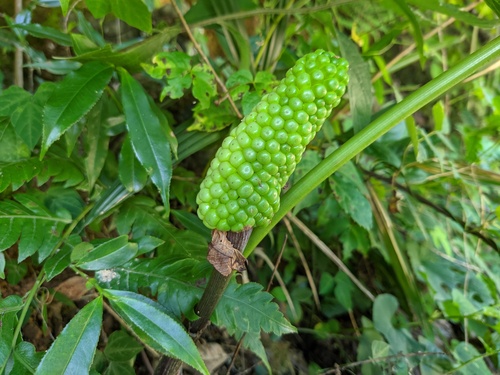Arisaema bockii
