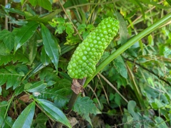 Arisaema bockii