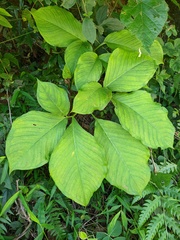 Arisaema bockii, photograph Jiao Sun (孙娇), CC BY, iNaturalist via GBIF