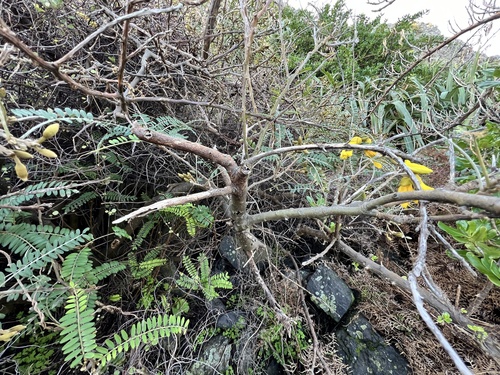 Sophora molloyi observed 2024-08-03