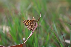 Oreixenica kershawi
