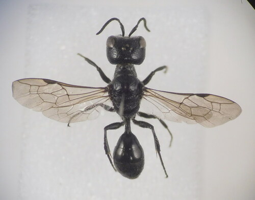 Pemphredon mortifer