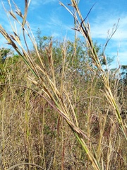 Andropogon gayanus