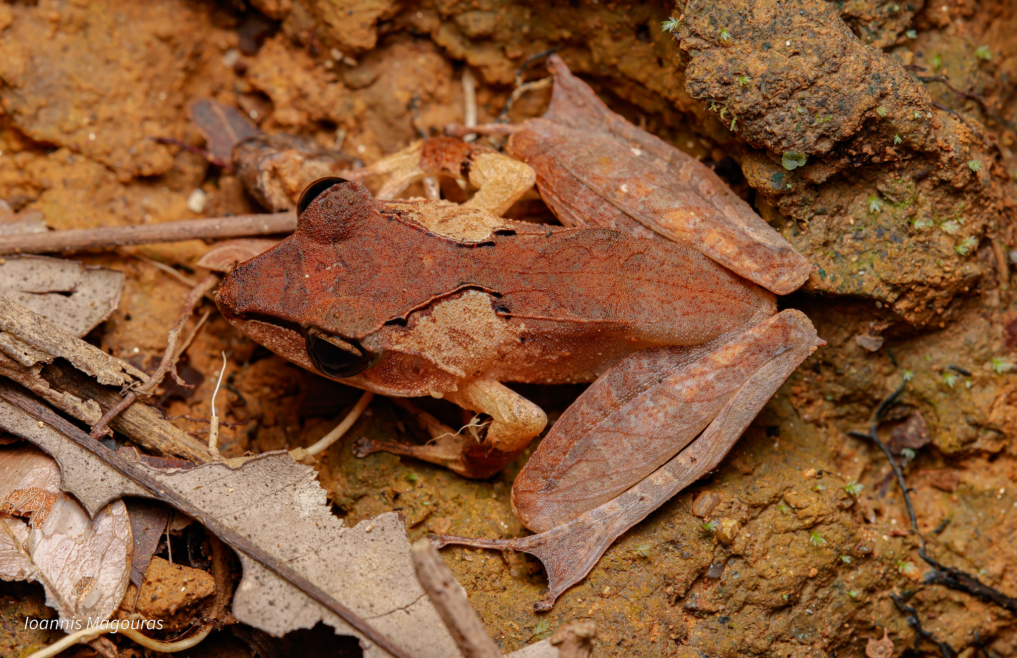 Gephyromantis feomborona