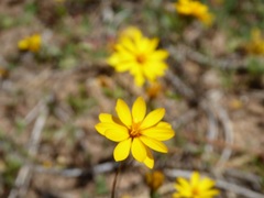 Pentachaeta aurea aurea