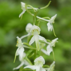 Platanthera chlorantha