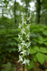 Platanthera chlorantha