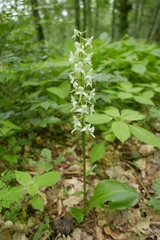 Platanthera chlorantha