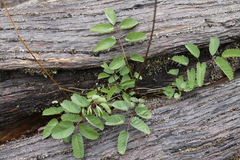 Sanguisorba officinalis