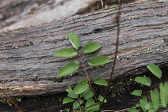 Sanguisorba officinalis