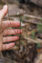 Sanguisorba officinalis