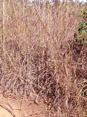 Andropogon gayanus