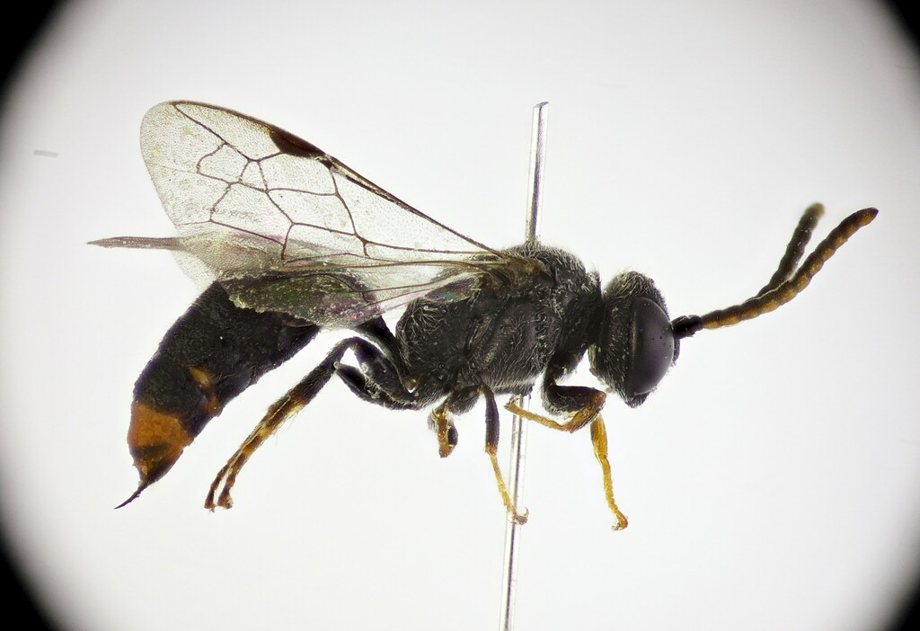 Pale Footed Black Wasp