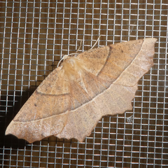 Gerinia honoraria