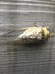 Megatibicen pronotalis