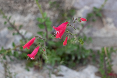 Penstemon baccharifolius