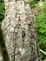 Chrysobothris femorata