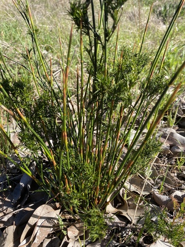 Image of Thamnochortus insignis by (c) Simon Tamblyn, some rights reserved (CC BY)