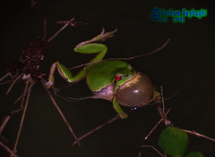Hyla orientalis