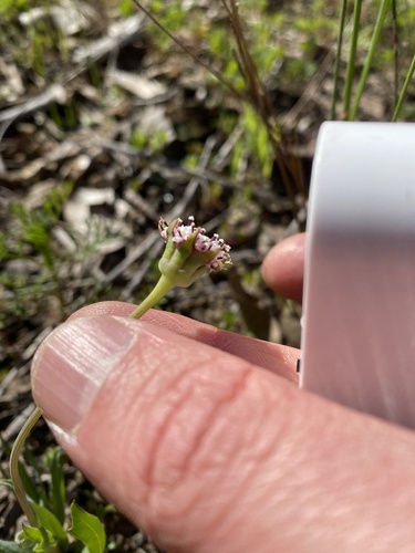 Image of Othonna digitata by (c) Simon Tamblyn, some rights reserved (CC BY)