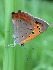 Lycaena phlaeas daimio