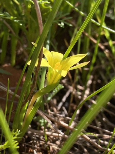 Image of Romulea flava by (c) Simon Tamblyn, some rights reserved (CC BY)