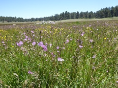 Sidalcea sparsifolia