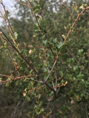 Quercus dumosa