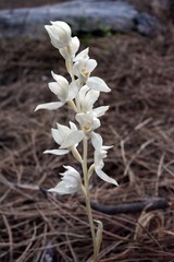 Cephalanthera austiniae
