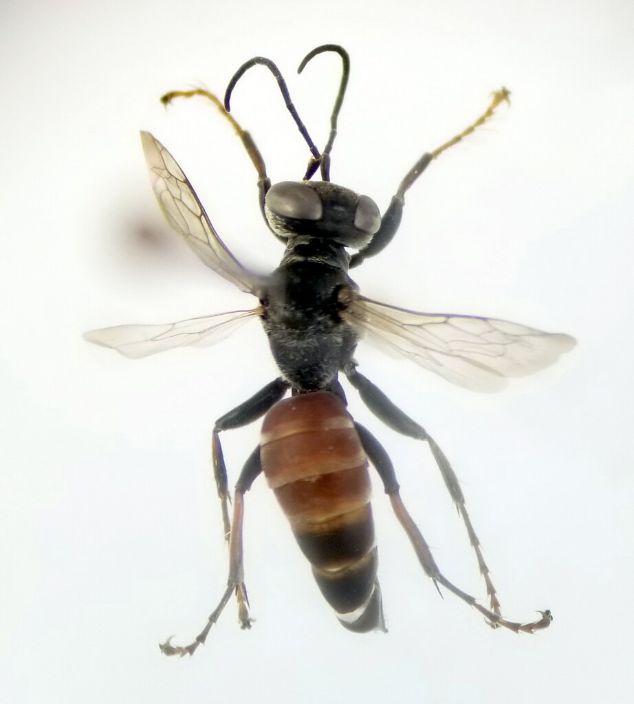 Tachysphex brevipennis