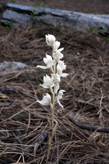Cephalanthera austiniae