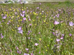 Sidalcea sparsifolia