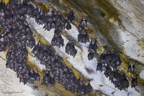 Lucas's Short-nosed Fruit Bat (Penthetor lucasii) — Data Deficient Mammalia