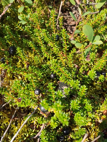 black crowberry