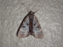Catocala andromedae