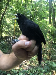 Amblycercus holosericeus