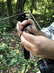 Amblycercus holosericeus