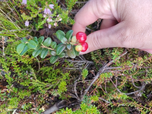 Lingonberry