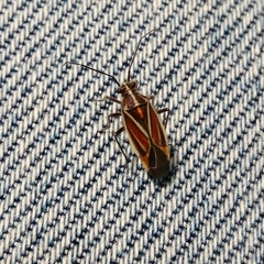 Horistus orientalis