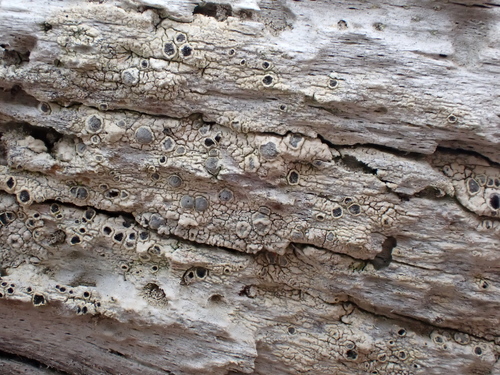 Sigridea californica, 2024-07-12