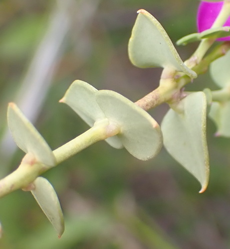 Image of Polygala fruticosa by (c) Nicola van Berkel, some rights reserved (CC BY-SA)