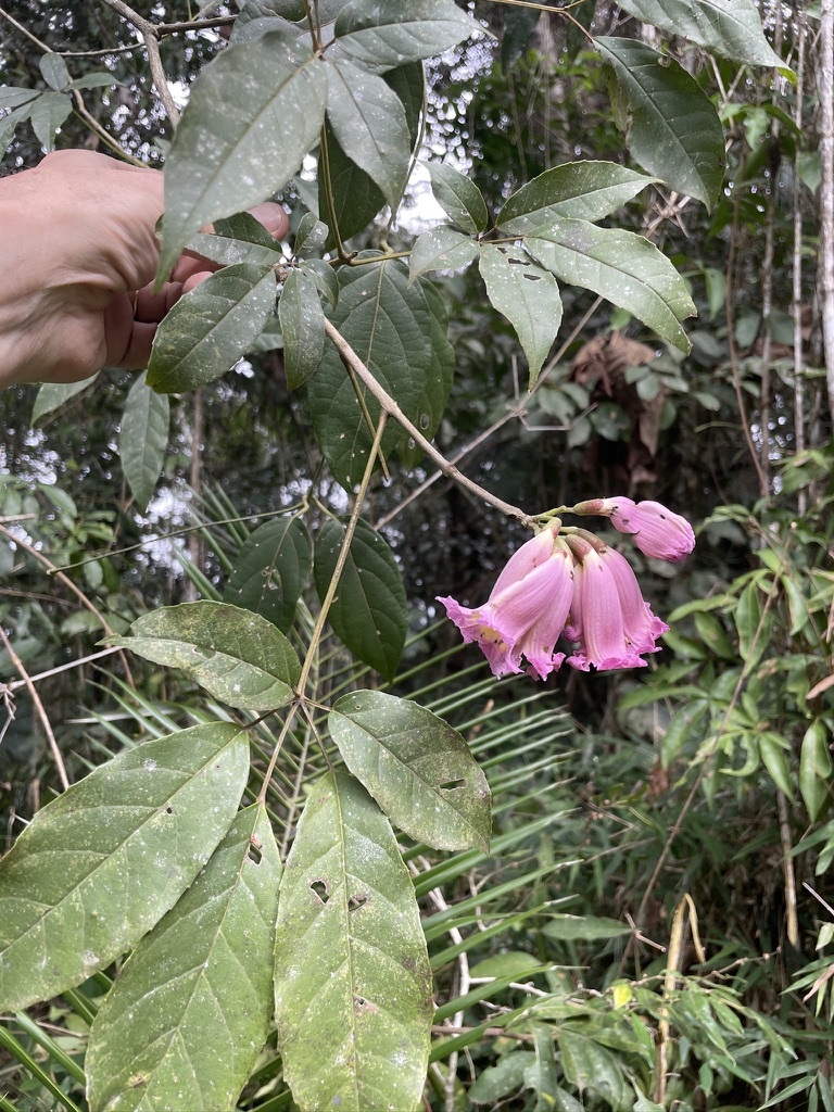 Imagem de Ipê-roxo