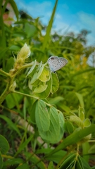 Hemiargus ceraunus astenidas