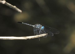 Dythemis nigra