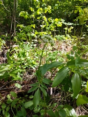 Valeriana occidentalis