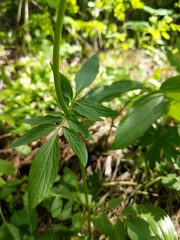 Valeriana occidentalis