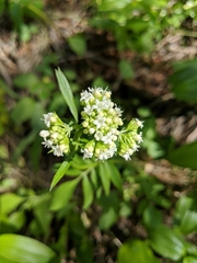Valeriana occidentalis