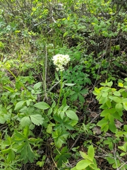 Valeriana occidentalis
