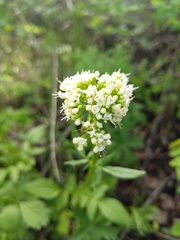 Valeriana occidentalis